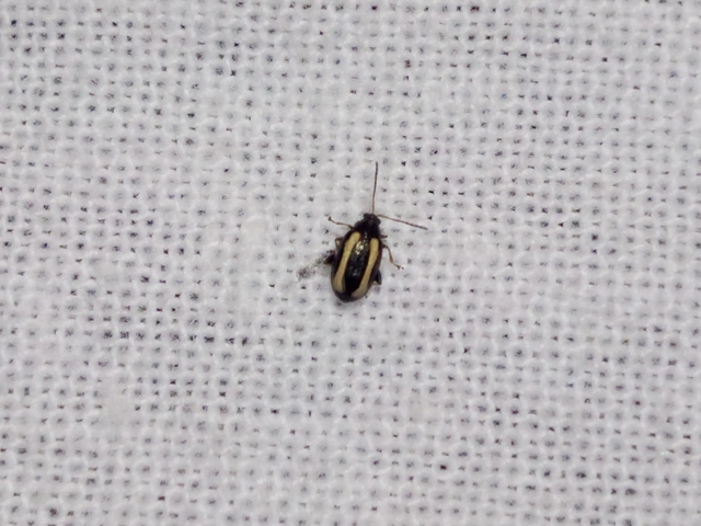 Phyllotreta