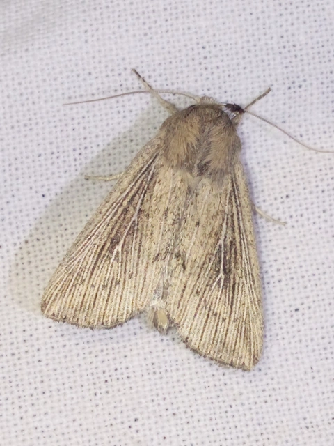 Leucania obsoleta - pontozott rétibagoly