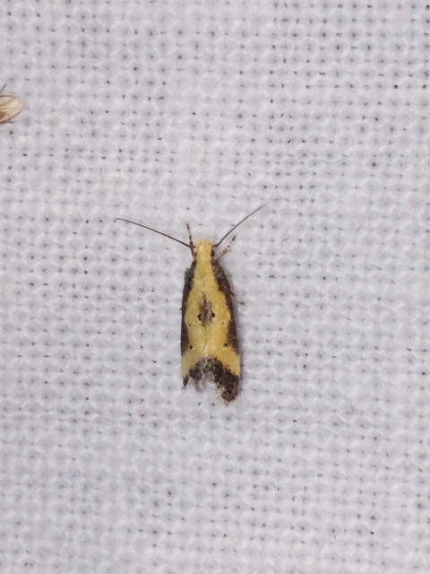 Brachmia dimidiella - citromkocsord-lápimoly