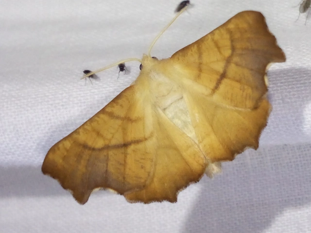 Ennomos fuscantaria - kőris-levélaraszoló