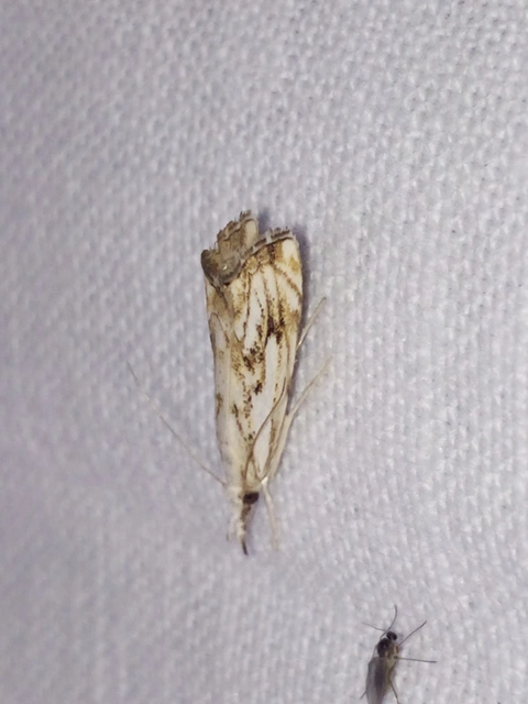 Catoptria falsella - hálós fűgyökérmoly