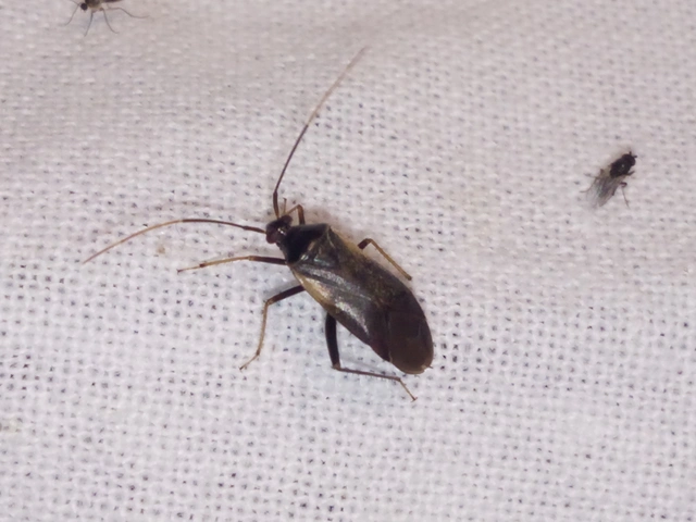 Adelphocoris seticornis - szegélyes mezeipoloska