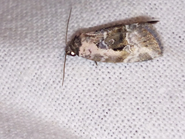 Hapalotis venustula - rózsaszínű mázasbagoly
