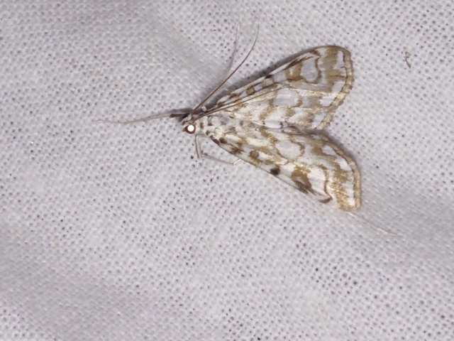 Elophila nymphaeata - tarka vízimoly