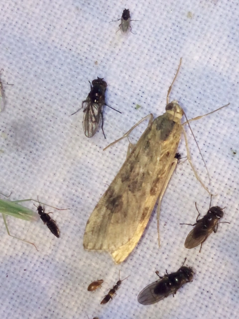 Nomophila noctuella - közönséges vándormoly