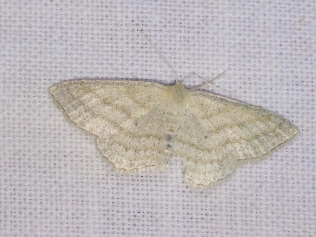 Scopula virgulata - vesszős sávosaraszoló