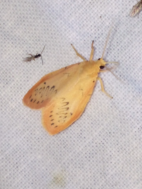 Miltochrista miniata - piros medvelepke