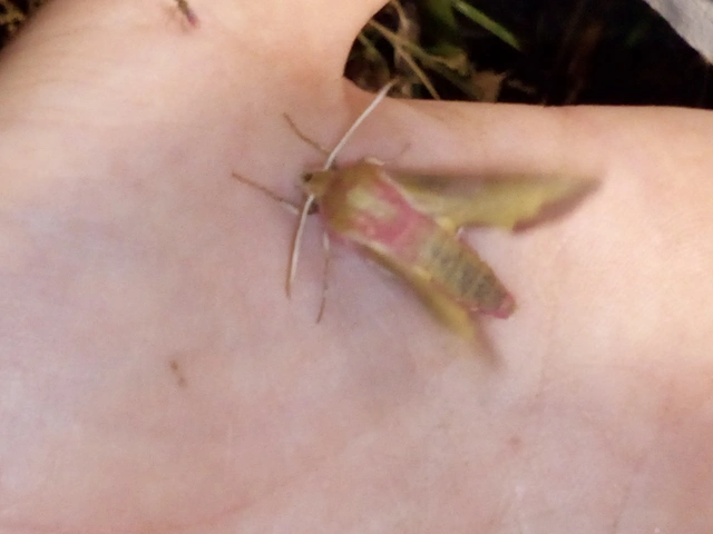 Deilephila porcellus - piros szender