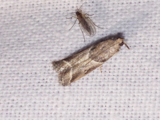 Nyctegretis lineana - agátszínű karcsúmoly