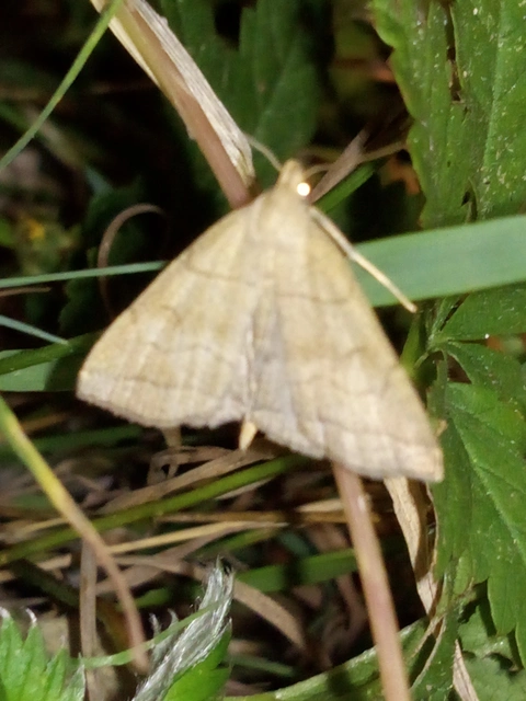 Herminia tarsicrinalis - szőröslábú karcsúbagoly