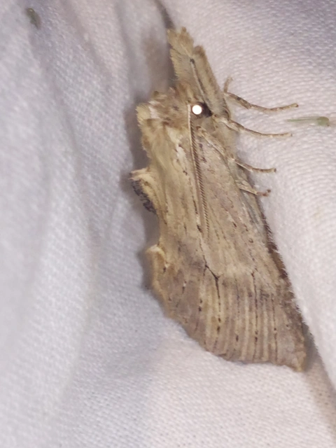 Pterostoma palpina - csőrös púposszövő