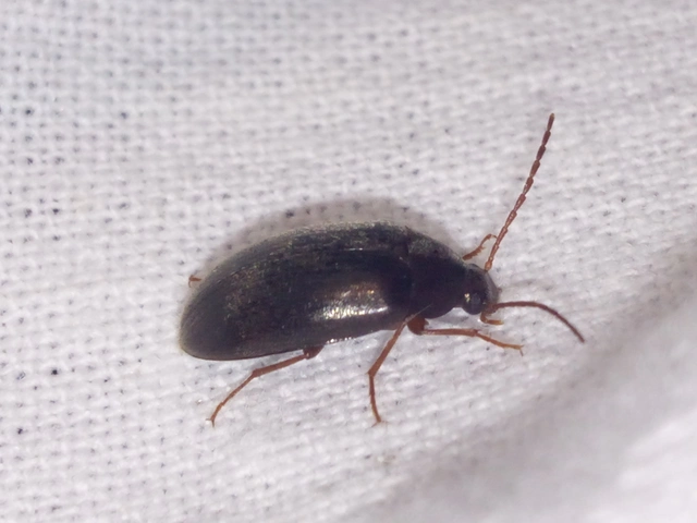 Hymenalia rufipes - rőtlábú alkonybogár