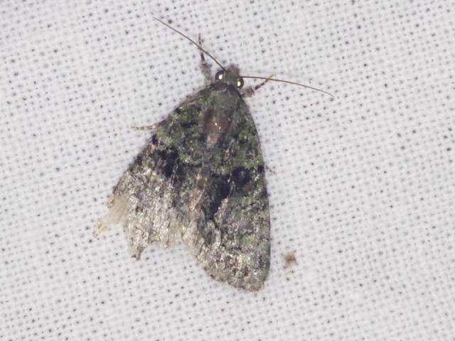 Cryphia algae - sárgászöld zuzmóbagoly