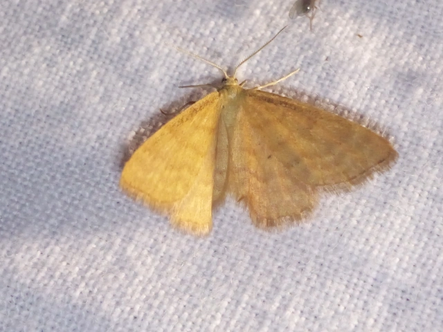 Idaea serpentata - kis sávosaraszoló