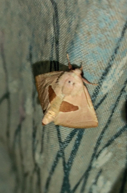 Calymma communimacula - pajzstetűfaló bagoly