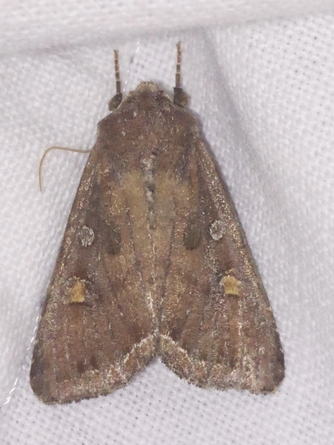 Lacanobia oleracea - saláta-kertibagoly
