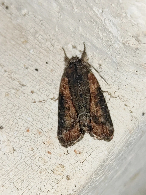 Bryophila raptricula/felina