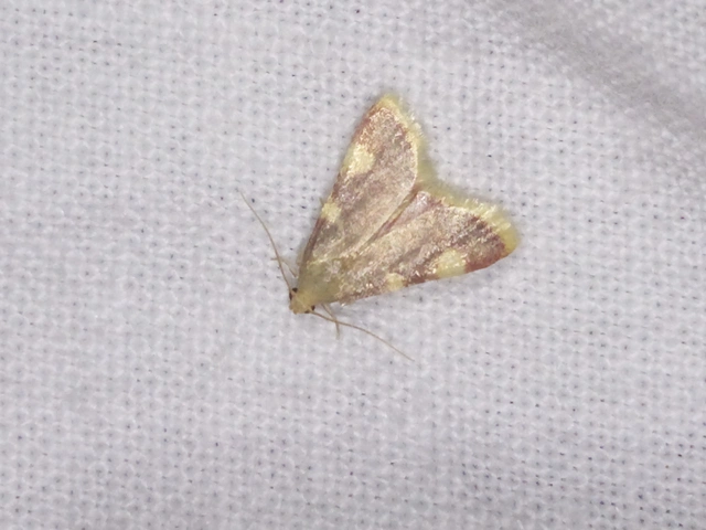 Hypsopygia costalis - szénailonca