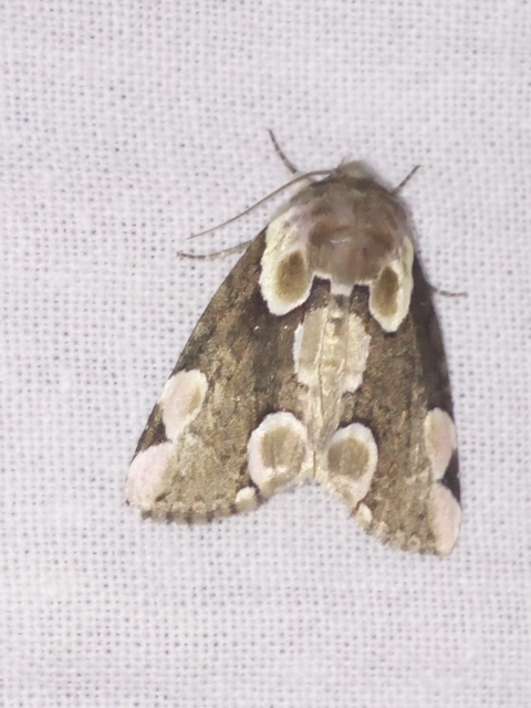 Thyatira batis - rózsafoltos pihésszövő Thyatira batis - rózsafoltos pihésszövő