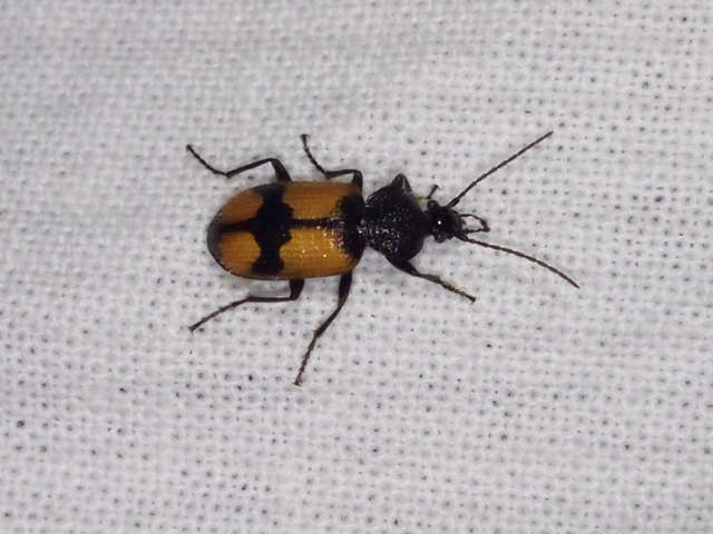 Panagaeus cruxmajor - nagy keresztesfutó