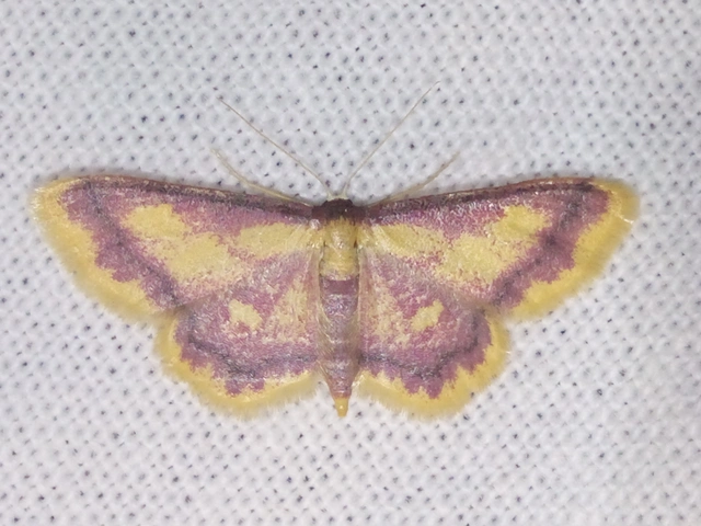 Idaea muricata - mocsári pirosaraszoló