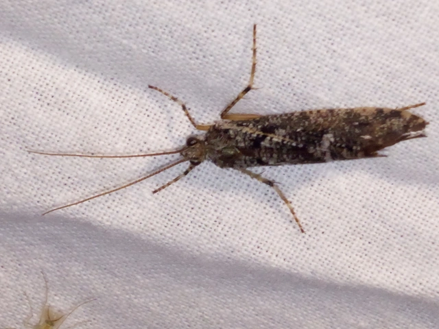 Trichoptera - Tegzesek