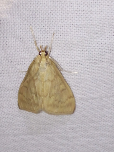 Ostrinia nubilalis - kukoricamoly