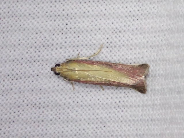 Oncocera semirubella - lucernamoly