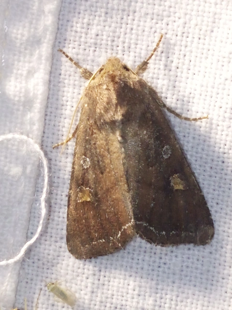 Lacanobia oleracea - saláta-kertibagoly