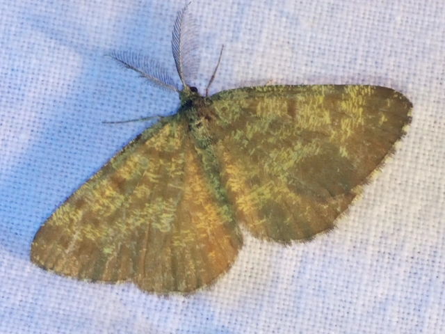 Ematurga atomaria - barna rétiaraszoló