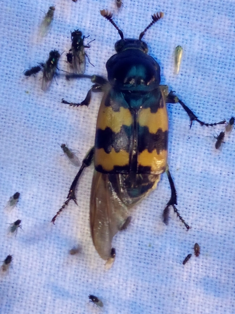 Nicrophorus interruptus - sárgaszőrű temetőbogár