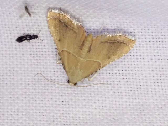 Endotricha flammealis - tüzesszárnyú fényilonca