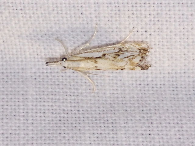 Catoptria falsella - hálós fűgyökérmoly