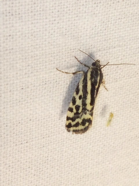 Emmelia trabealis - zebrabagoly