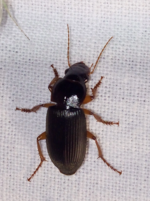 Harpalus rufipes - nagy selymesfutó