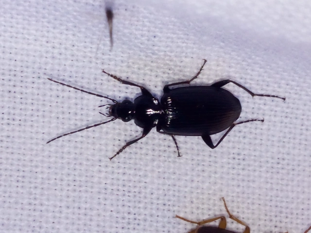 Agonum lugens - mocsári kisfutó Agonum lugens - mocsári kisfutó
