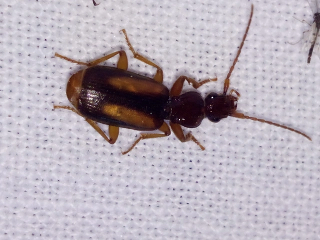 Polistichus connexus - barna sutafutó