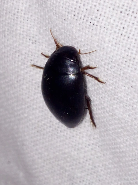 Ilybius