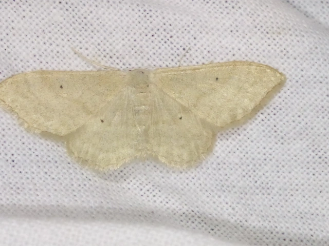 Idaea straminata - szalmasárga sávosaraszoló