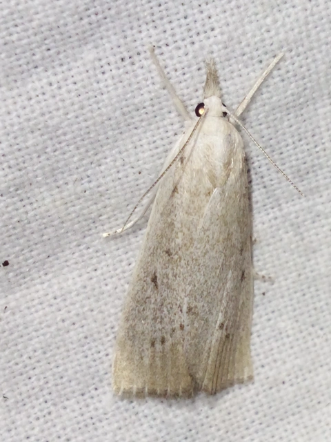 Calamotropha paludella - barna nádlevélmoly
