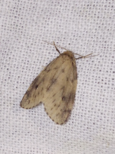 Thumata senex - mocsári medvelepke