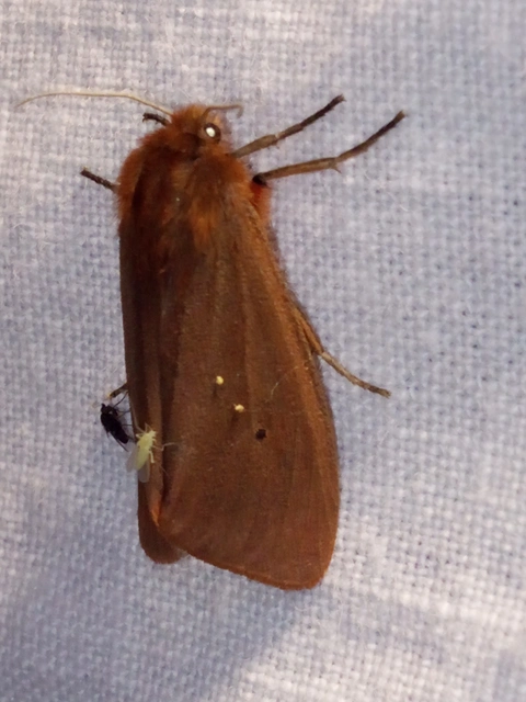 Phragmatobia fuliginosa - füstös medvelepke