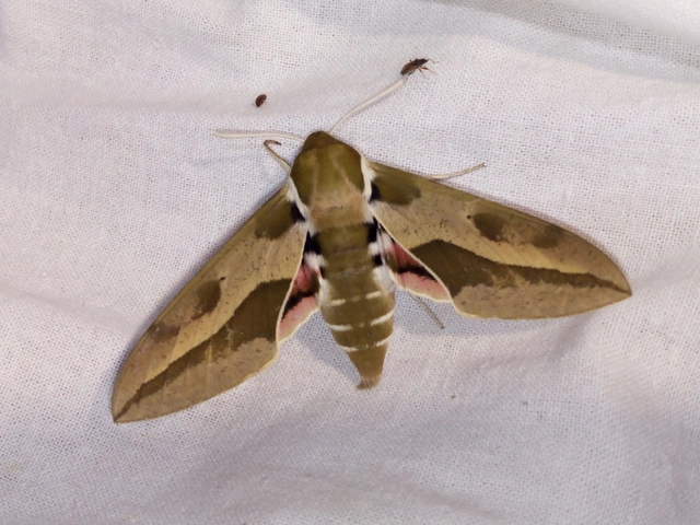 Hyles euphorbiae - kutyatejszender