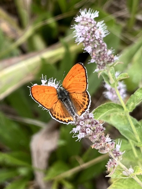 Lycaena thersamon - kis tűzlepke