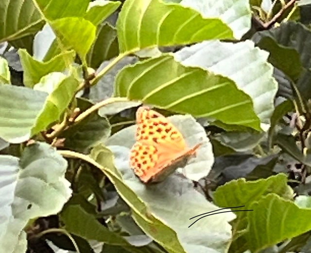 Argynnis paphia - nagy gyöngyházlepke