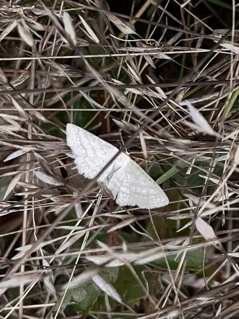 Scopula virgulata - vesszős sávosaraszoló