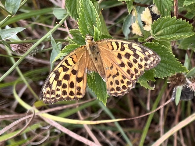 Argynnis paphia - nagy gyöngyházlepke