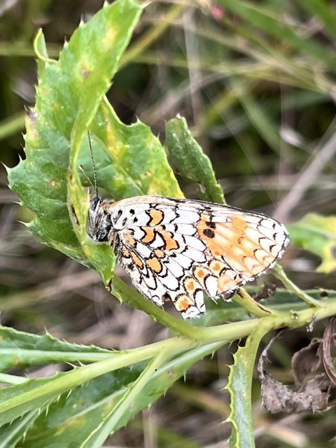 Melitaea phoebe - nagy tarkalepke
