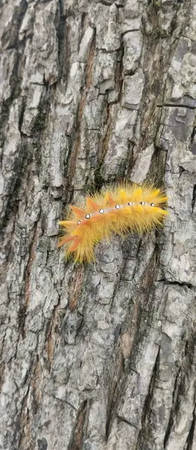 Acronicta aceris - vadgesztenye-szigonyosbagoly