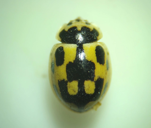 Propylea quatuordecimpunctata - tizennégypettyes füsskata